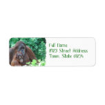 Baby Orangutan with Mother Mailing Labels