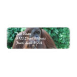 Baby Orangutan with Mother Mailing Labels