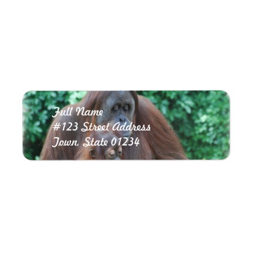 Baby Orangutan with Mother Mailing Labels