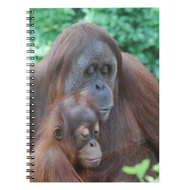 Baby Orangutan with Mother Notebook (Front)