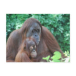 Baby Orangutan with Mother  Postcard