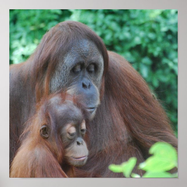 Baby Orangutan with Mother Poster (Front)