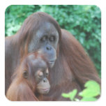 Baby Orangutan with Mother  Stickers
