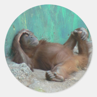 Baby orangutang resting classic round sticker