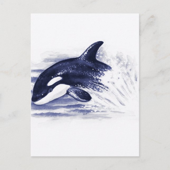 Baby Orca Jump Postcard (Front)