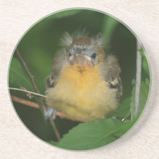 Baby Oriole Bird Animal Coaster (Front)