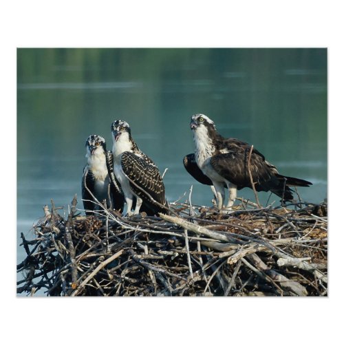 Baby Osprey Photo Print