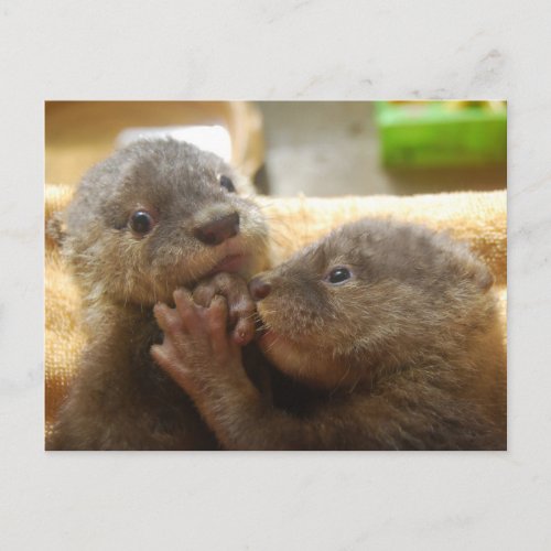 Baby otter pups postcard