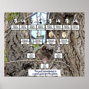 Baby Owl in a Tree Photo Family Tree Poster