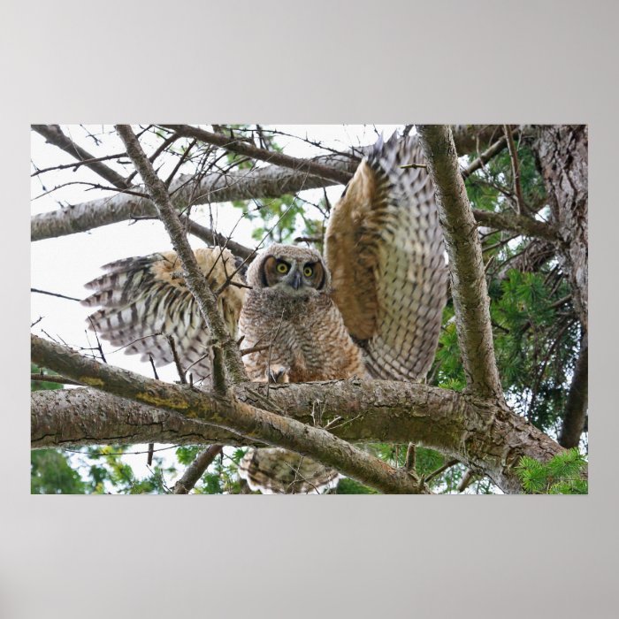 Baby Owl Picture Print