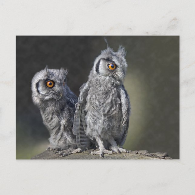 Baby Owls Postcard (Front)