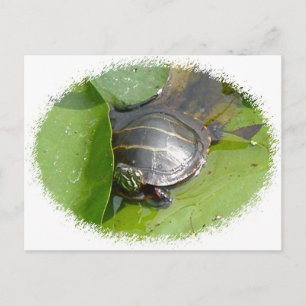Baby Painted Turtle on Lilypad Items Postcard