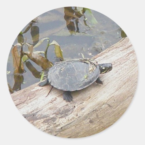 Baby Painted Turtle Stickers