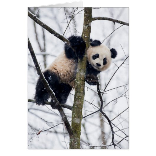 Baby Panda in Tree Cards (Front)