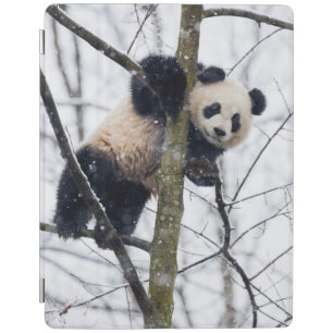 Baby Panda in Tree iPad Smart Cover