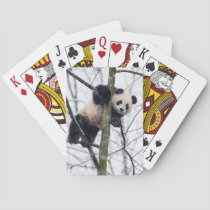 Baby Panda in Tree Poker Cards