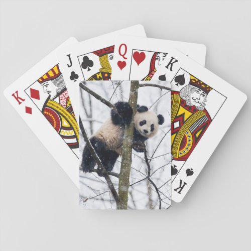 Baby Panda in Tree Poker Cards