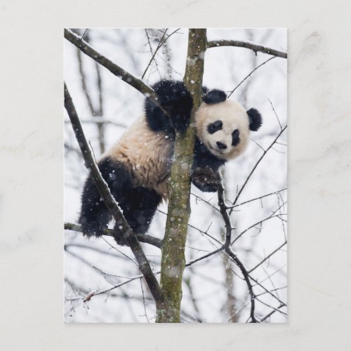 Baby Panda in Tree Postcard