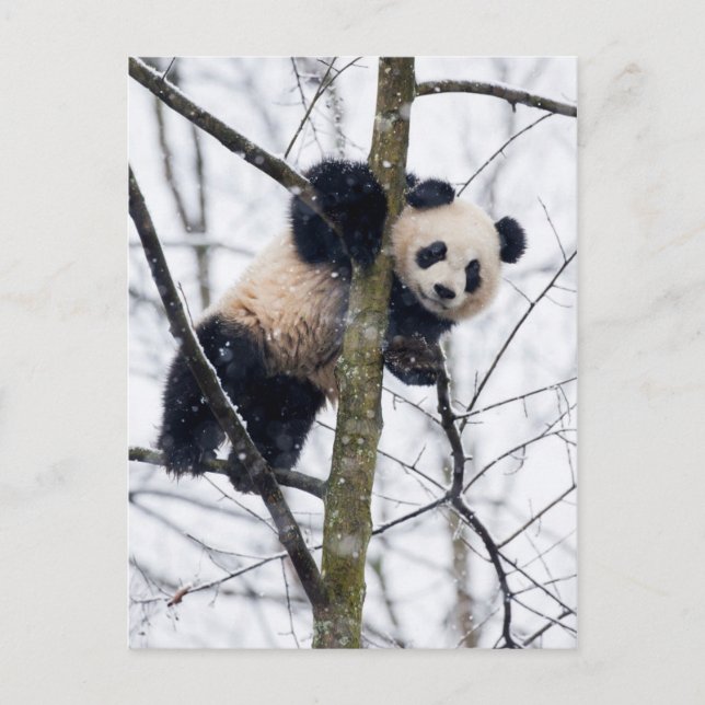 Baby Panda in Tree Postcard (Front)