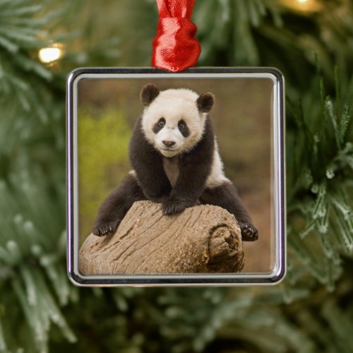 Baby Panda on Top of Tree Stump Metal Ornament