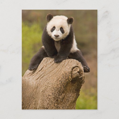 Baby Panda on Top of Tree Stump Postcard