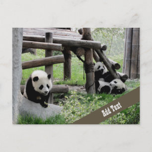 Baby Panda Photograph  Postcard
