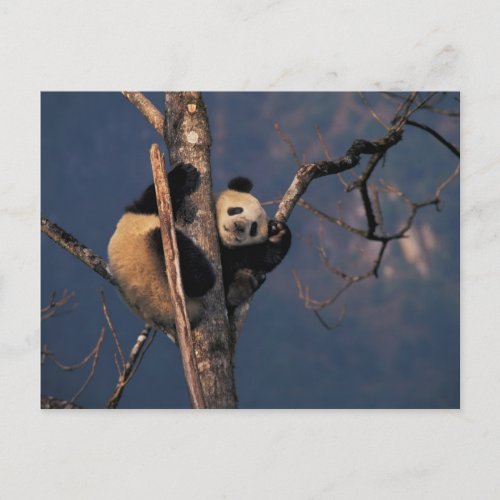 Baby panda playing on tree Wolong Sichuan Postcard