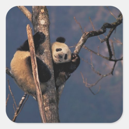 Baby panda playing on tree Wolong Sichuan Square Sticker