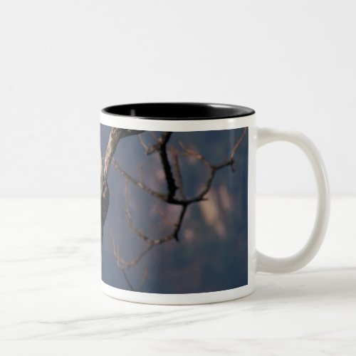 Baby panda playing on tree Wolong Sichuan Two_Tone Coffee Mug