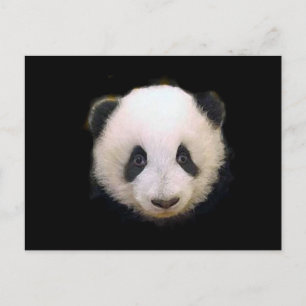 Baby Panda Postcard