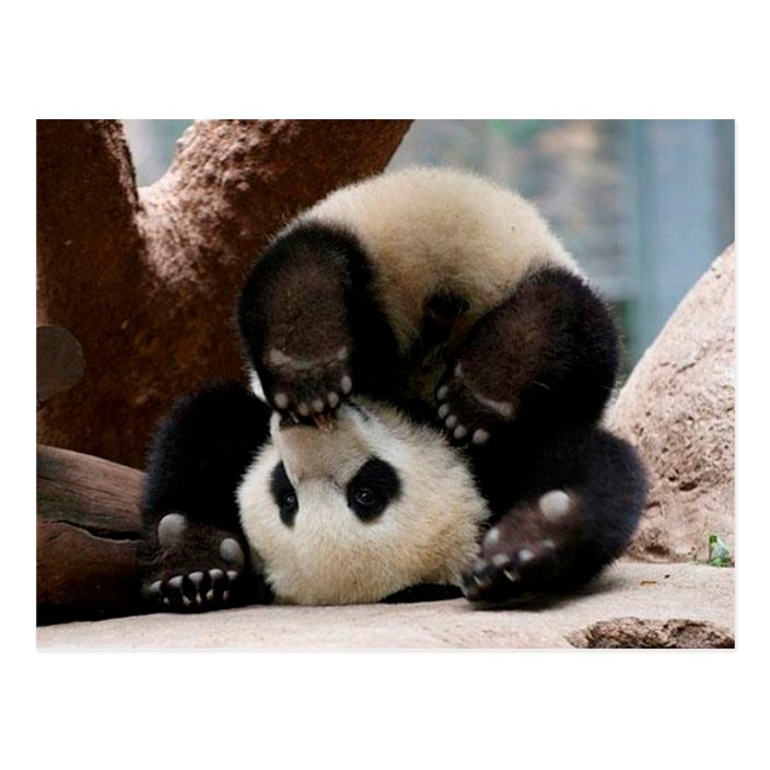 Baby Pandas Playing Baby Panda Cute Panda Postcard Zazzle Com