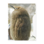Baby Penguin Postcard