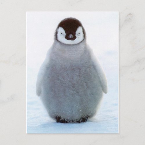 Baby Penguin Postcard