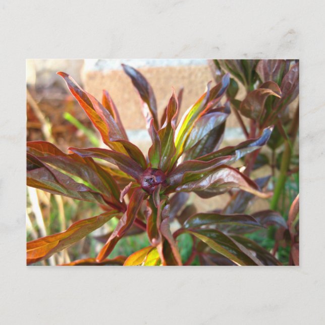 Baby Peony Bud Postcard (Front)