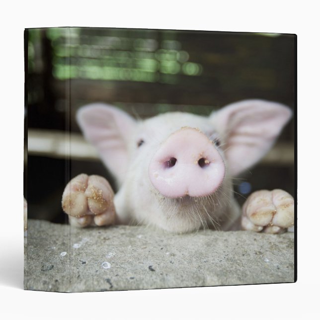 Baby Pig in Pen, Piglet Binder (Front/Spine)