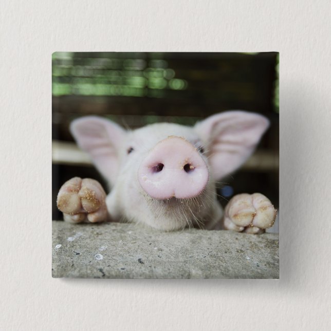 Baby Pig in Pen, Piglet Button (Front)