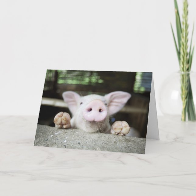 Baby Pig in Pen, Piglet Card (Front)