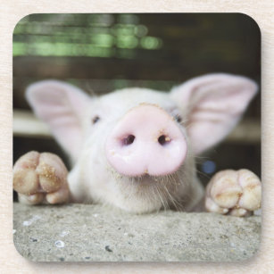 Baby Pig in Pen, Piglet Drink Coaster
