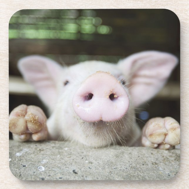 Baby Pig in Pen, Piglet Drink Coaster (Front)