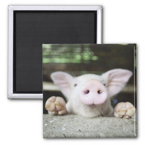 Baby Pig in Pen Piglet Magnet