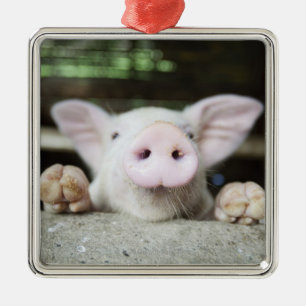 Baby Pig in Pen, Piglet Metal Ornament