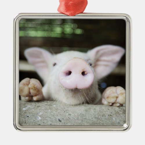 Baby Pig in Pen Piglet Metal Ornament