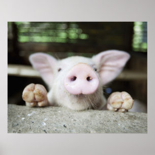 Baby Pig in Pen, Piglet Poster