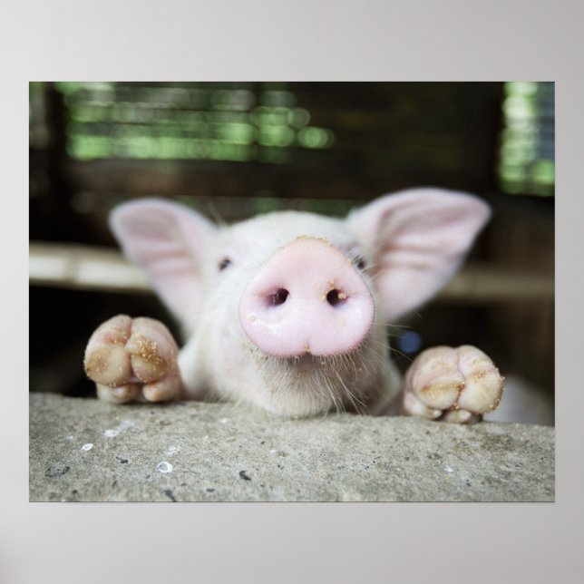 Baby Pig in Pen, Piglet Poster (Front)