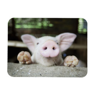 Pig Refrigerator Magnets | Zazzle