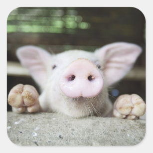 Baby Pig in Pen, Piglet Square Sticker