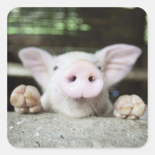 Baby Pig in Pen, Piglet Square Sticker