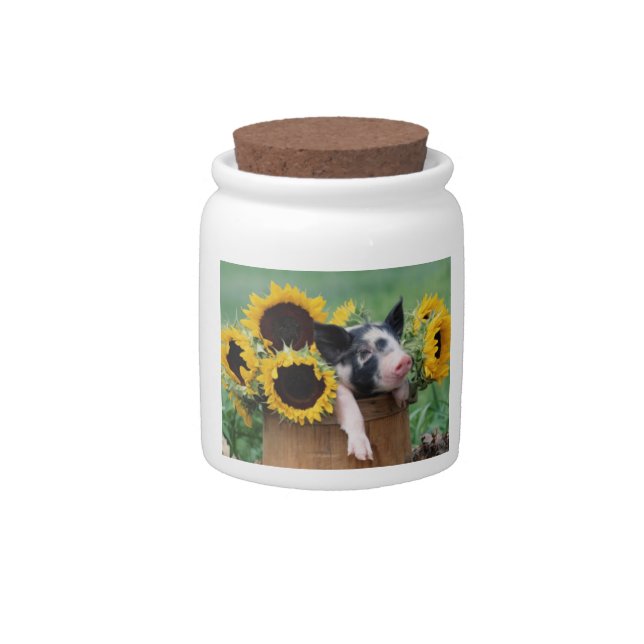 Baby Piglet Sunflowers Candy Jar (Front)