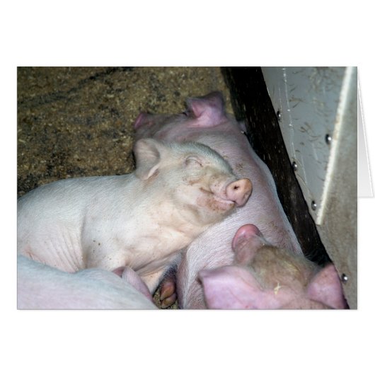 Baby pigs  cards (Front Horizontal)
