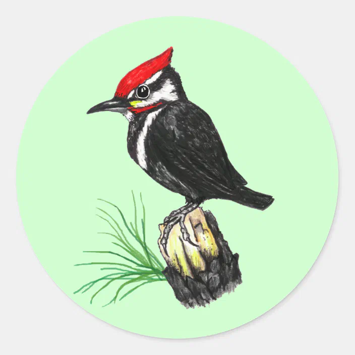 Baby Pileated Woodpecker Stickers Zazzle Com
